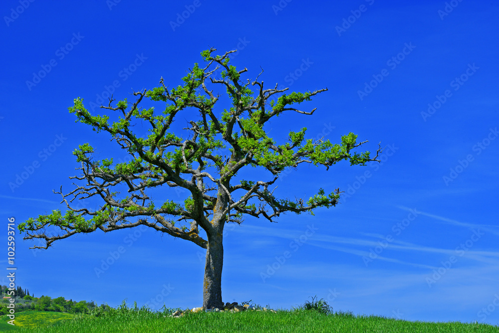 意大利托斯卡纳，一棵深蓝色天空的孤独树