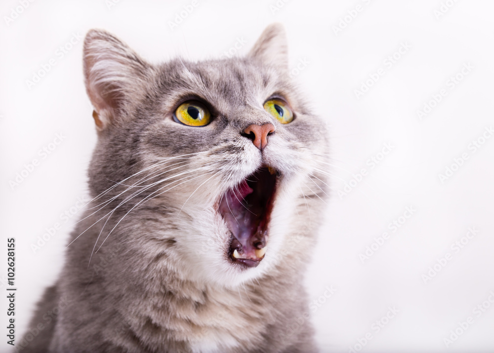 这只灰色的猫抬起头，喵喵叫着，张大了一张嘴