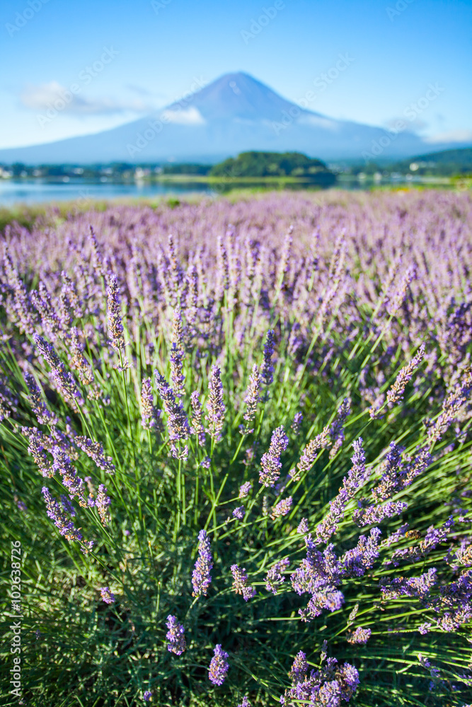 川口湖海岸线附近的薰衣草和富士山的紫色背景