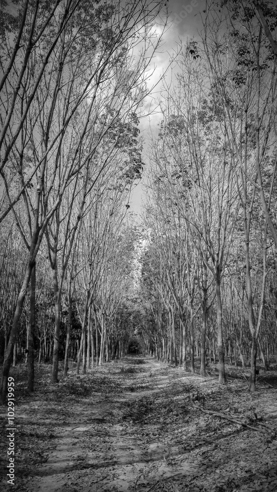 橡胶树森林