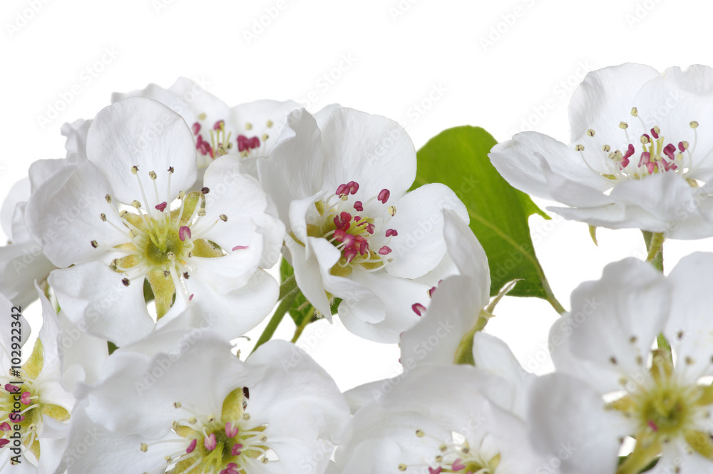 隔离在白色上的花朵