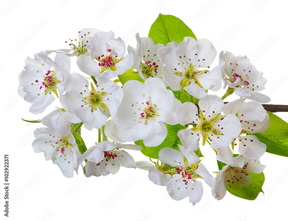 在白色上隔离的花朵