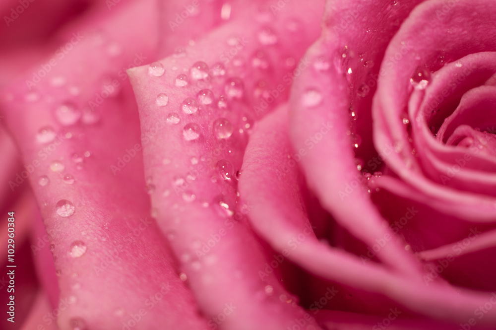 优雅的粉红色玫瑰特写