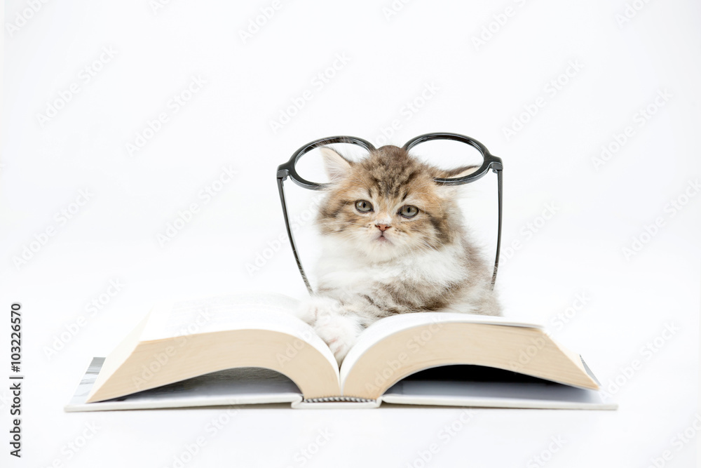 波斯小猫在读一本关于隔离的书