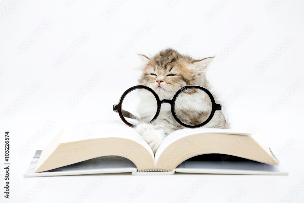 睡在书上的波斯小猫