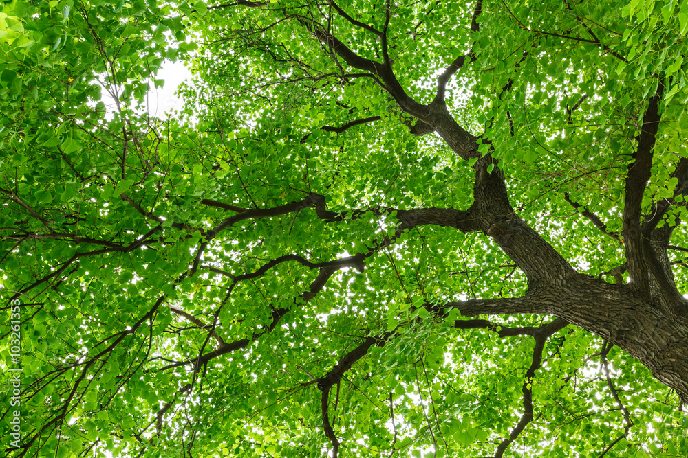 夏季牛油树的绿色自然背景