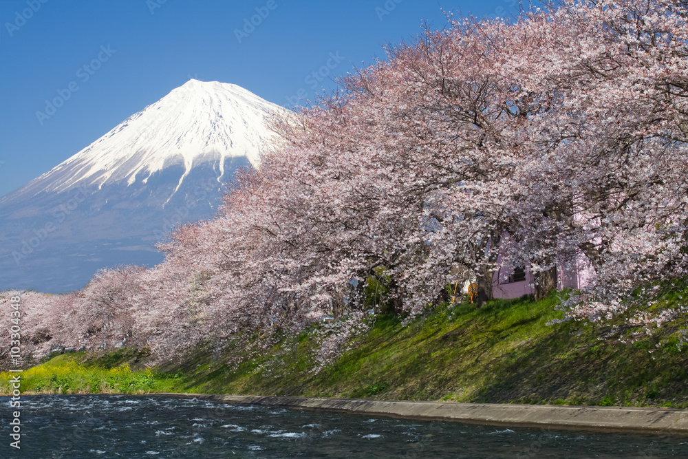 Beautiful Mountain Fuji and sakura cherry blossom in Japan spring season.