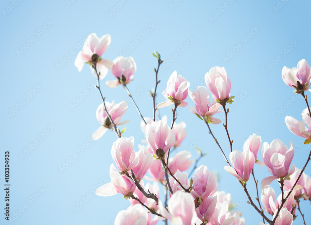 蓝天背景下美丽的淡粉色木兰花。浅自由度