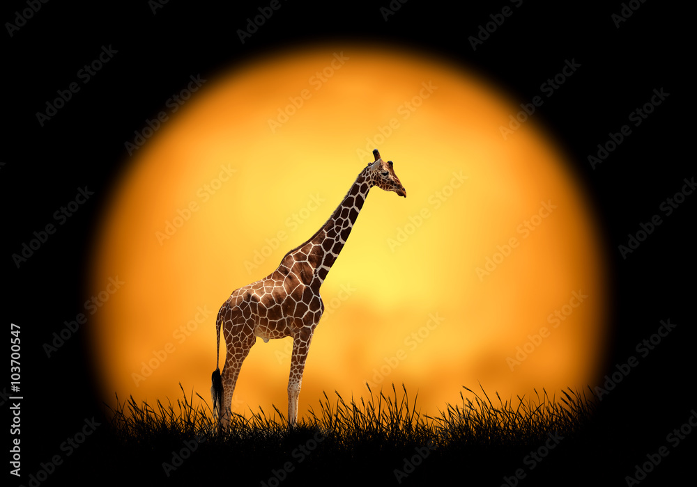 日落背景下的长颈鹿