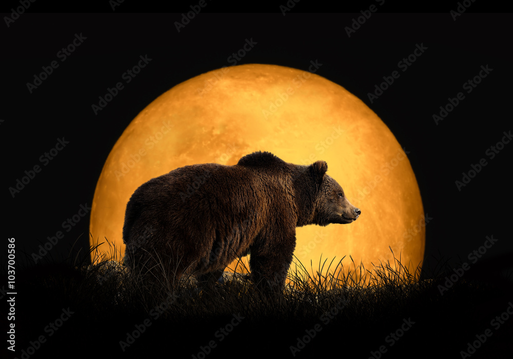 红月背景上的熊
