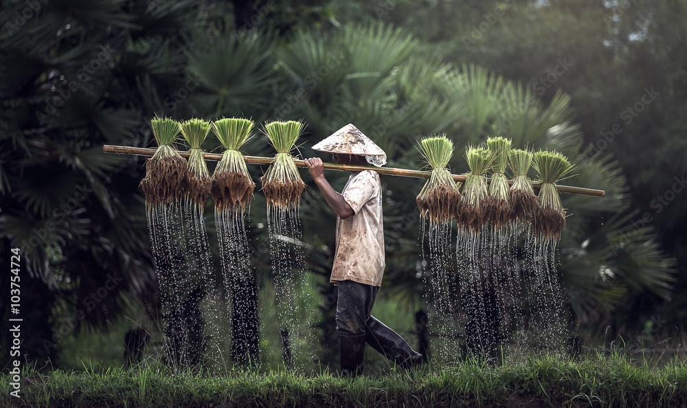 农民在雨季种植水稻。他们被水和泥浸泡，为种植做准备