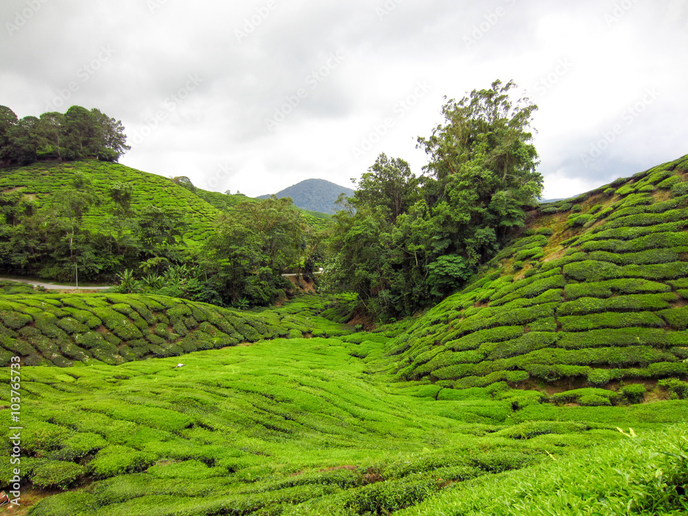 Landscape panorama view of green tea plantation field