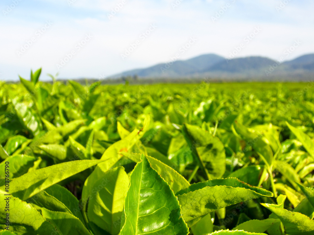 绿茶种植场景观全景图
