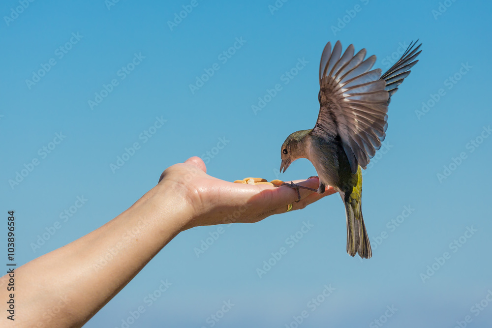 Yellow chaffinch eating peanuts from a womans hand