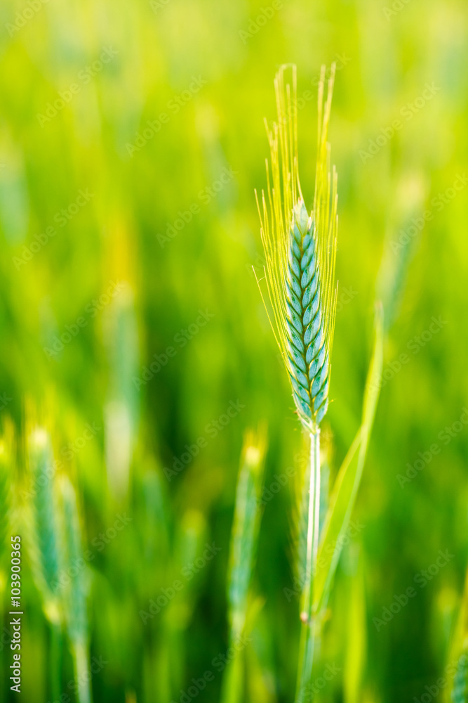 绿色背景下田野里的绿色小麦穗。春末春初