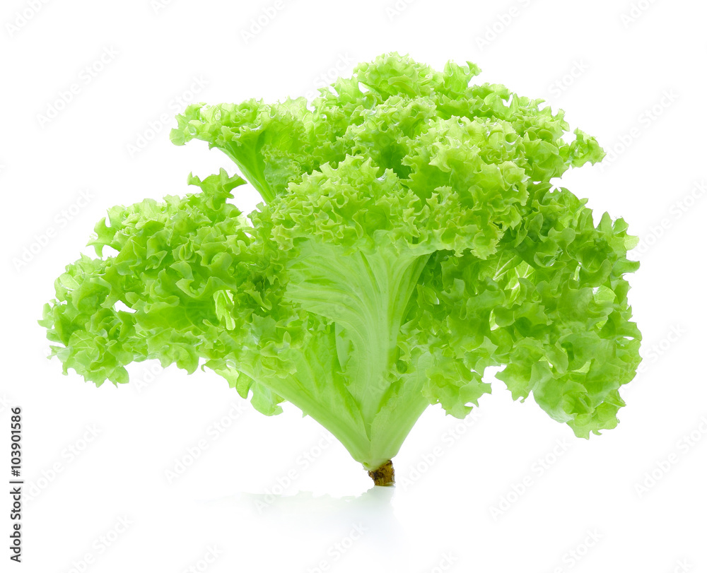 在白色背景下分离的新鲜绿色橡木生菜。