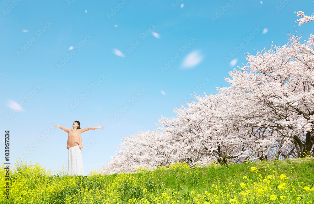 満開の桜と女性　桜吹雪
