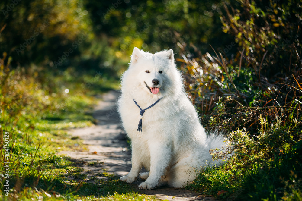 非常有趣快乐有趣可爱的宠物白色萨摩耶犬户外S