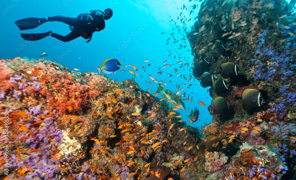 水肺潜水员探索珊瑚礁