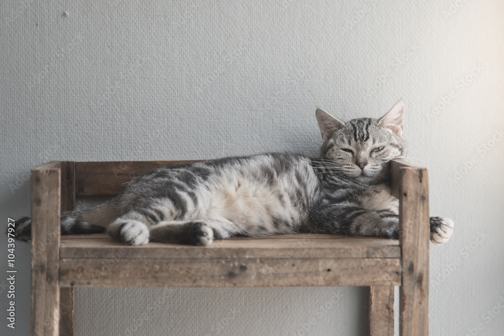 Cute tabby cat lying on old wood shelf