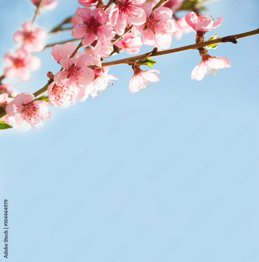 蓝天下开着美丽粉红色花朵（桃红色）的树枝。选择性聚焦。