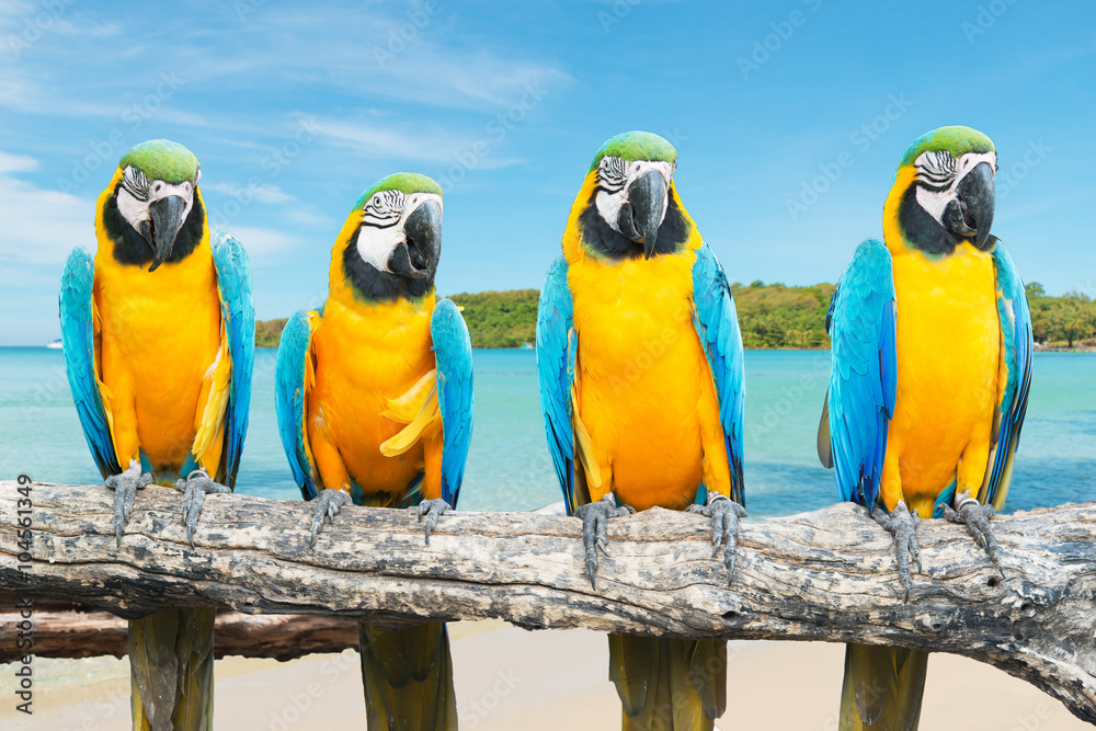 热带美丽海滩和海洋上的蓝色和金色金刚鹦鹉