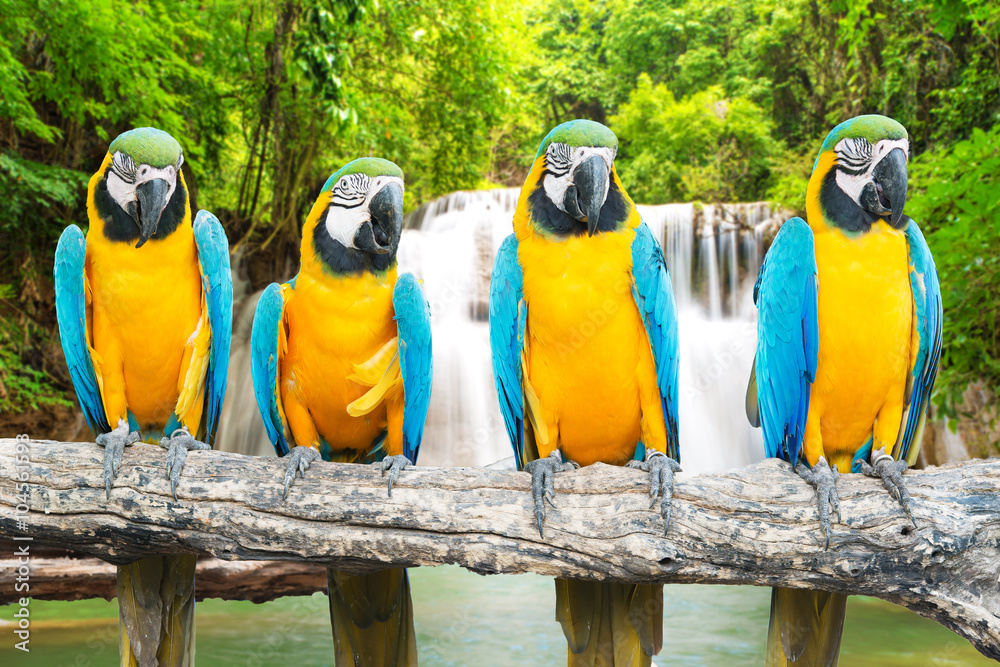 热带瀑布背景下的蓝色和金色金刚鹦鹉