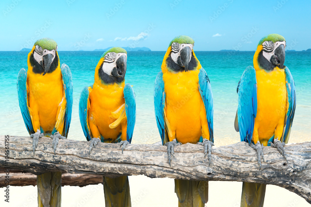 热带美丽海滩和海洋上的蓝色和金色金刚鹦鹉
