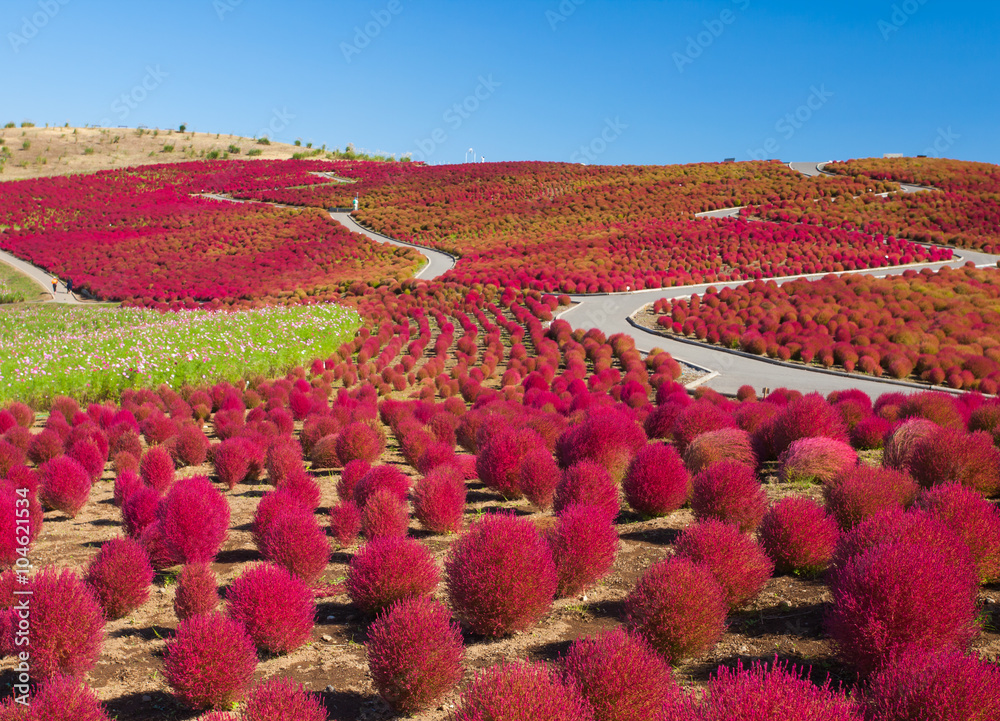 日本茨城县日立海滨公园秋季美丽的小奇亚山