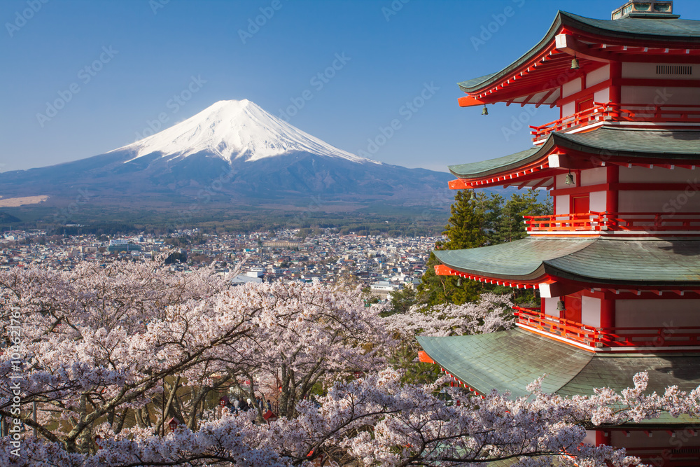 日本美丽的风景富士山和Chureito红塔与樱花樱花
