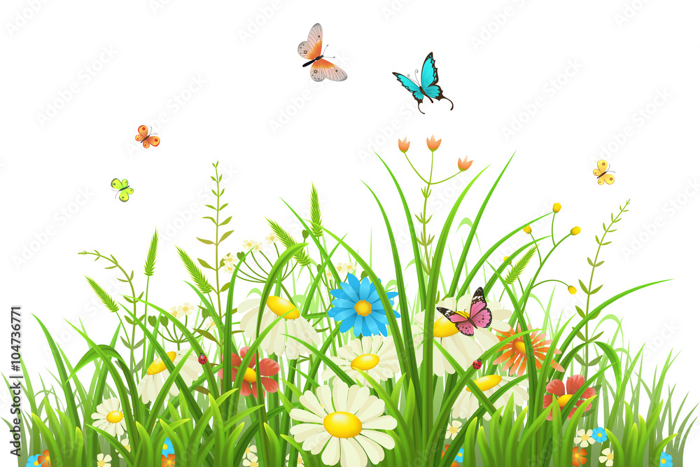 绿草如茵，花朵和蝴蝶隔离在白色之上