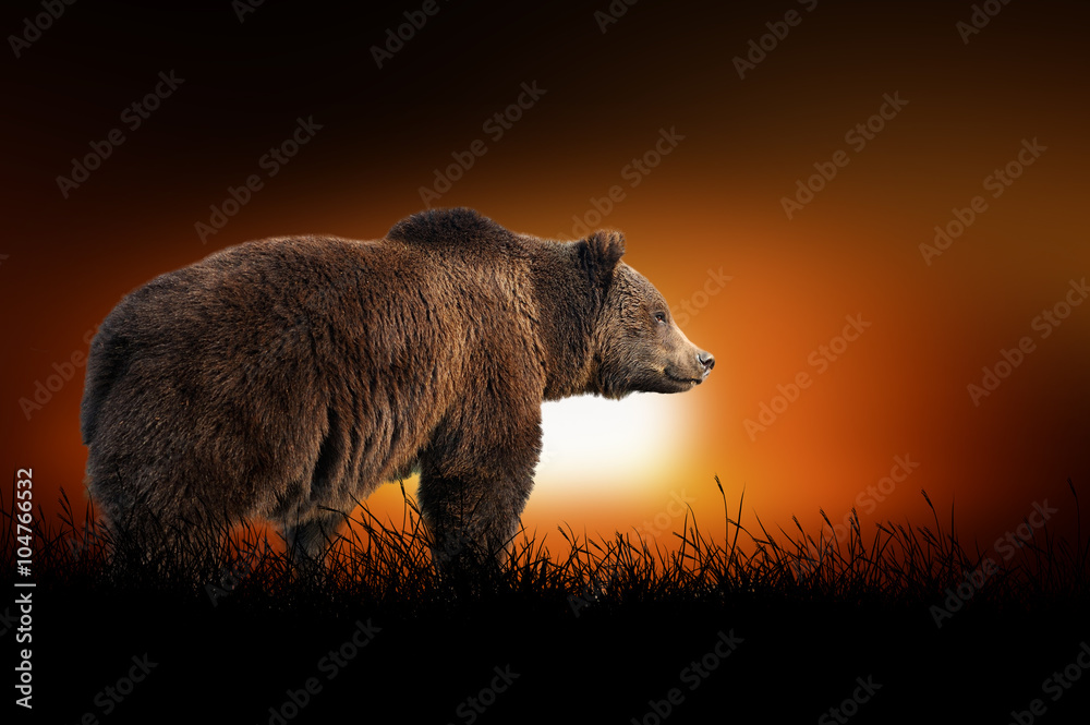 Bear on the background of sunset