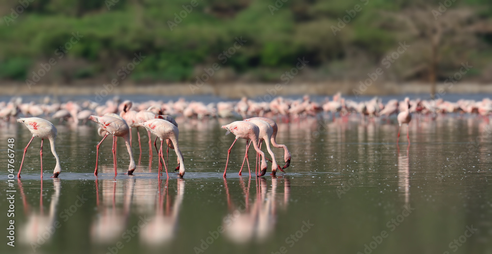 Pink flamingos in water