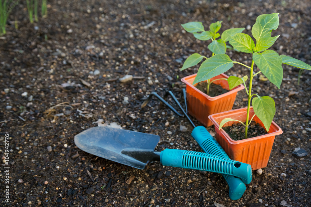 Planting vegetable in garden