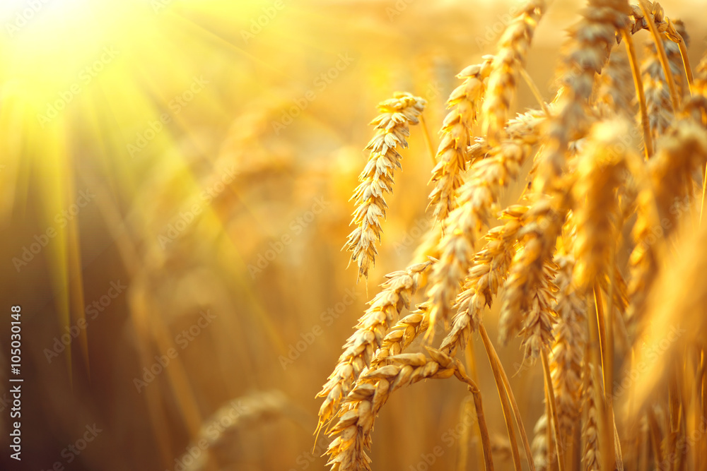 麦田。金色的小麦穗特写。灿烂阳光下的乡村风光