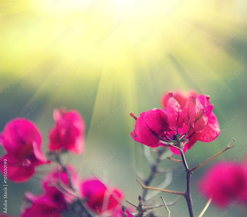 粉红色的九重葛花，叶子在阳光下的花园里绽放