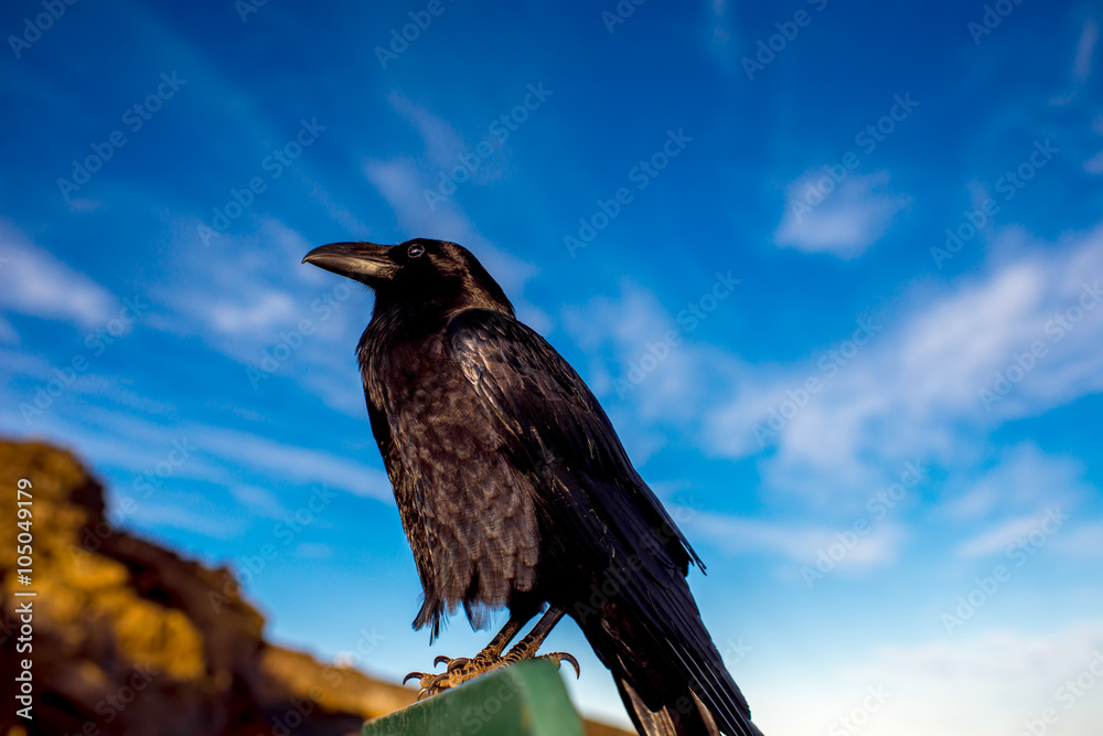 黑色乌鸦坐在蓝天背景下的路标上
