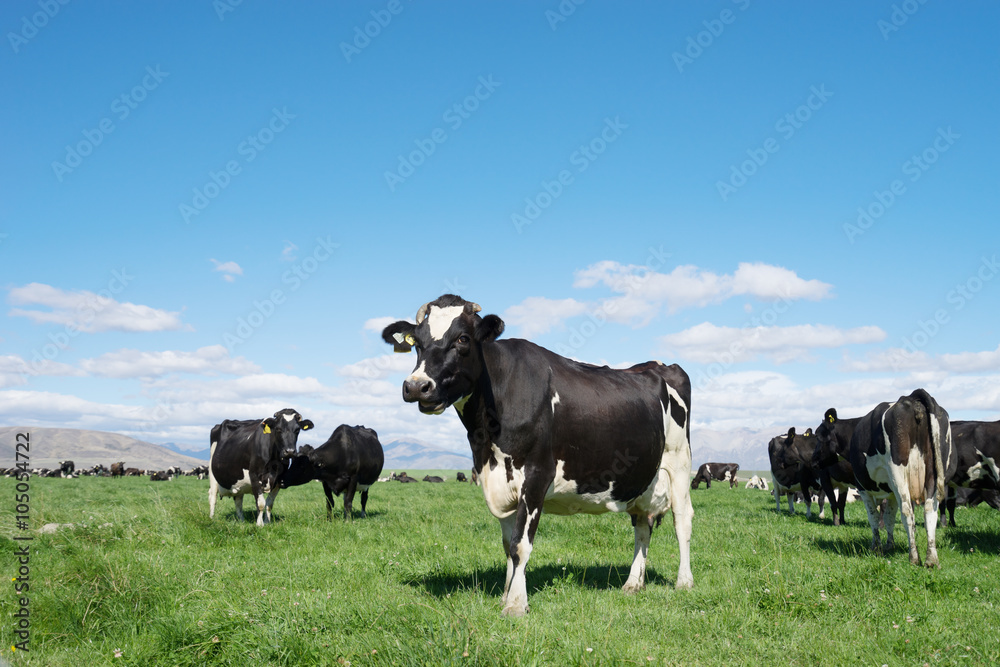 新西兰夏天阳光明媚的日子里有动物的牧场