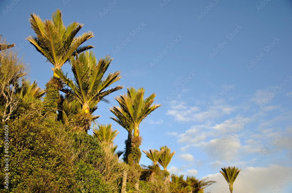 The iconic Nikau palms near Punakaiki on the West Coast of New Zealand.