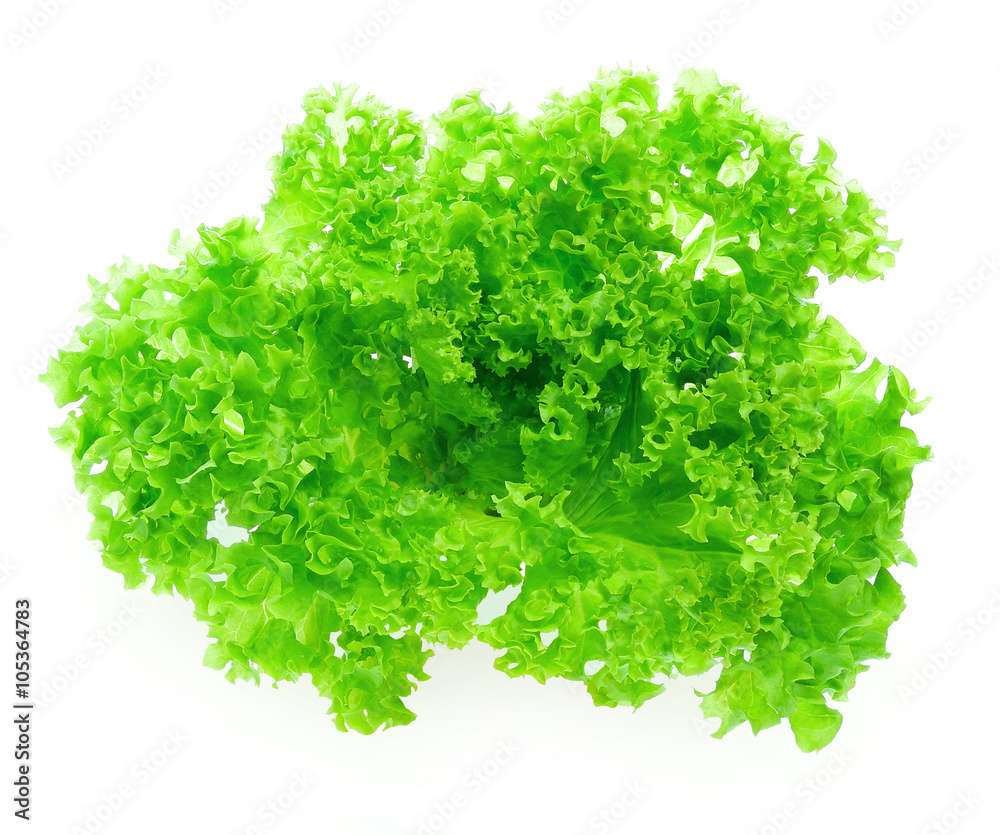 在白色背景上分离的新鲜绿色橡木生菜。