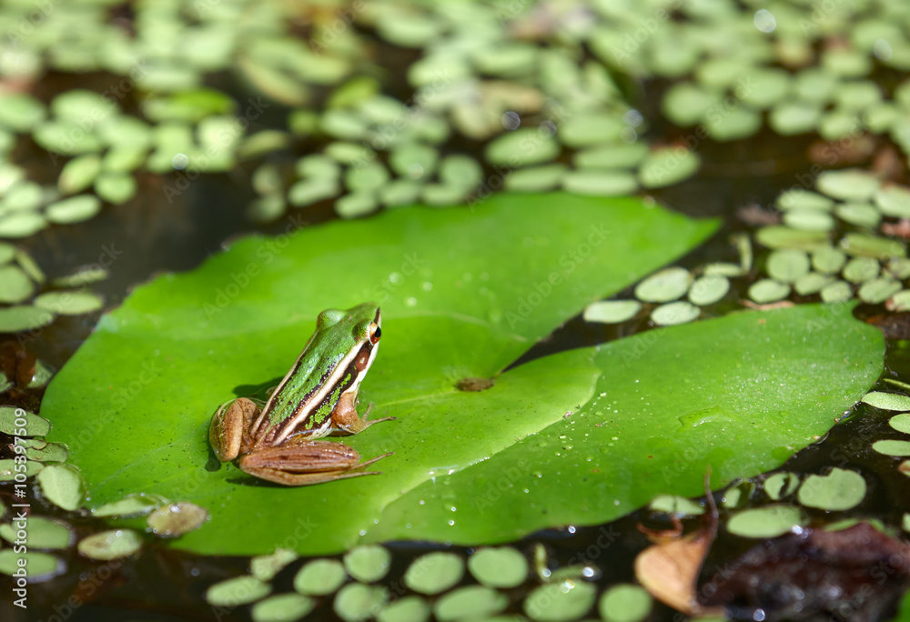 frog on water lily