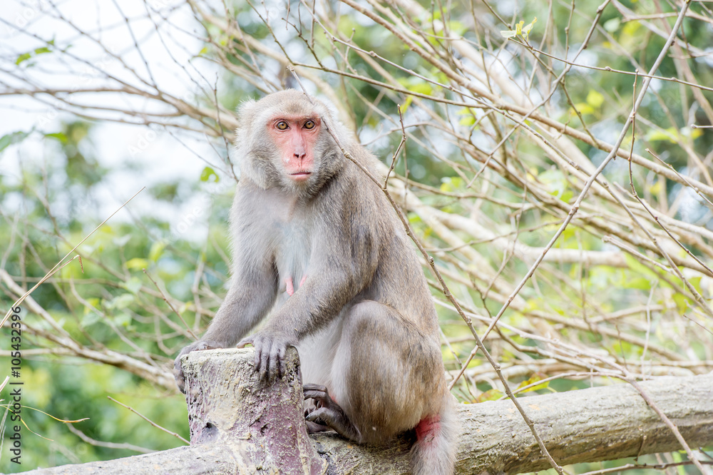 台湾猕猴眺望远方（台湾猴子）