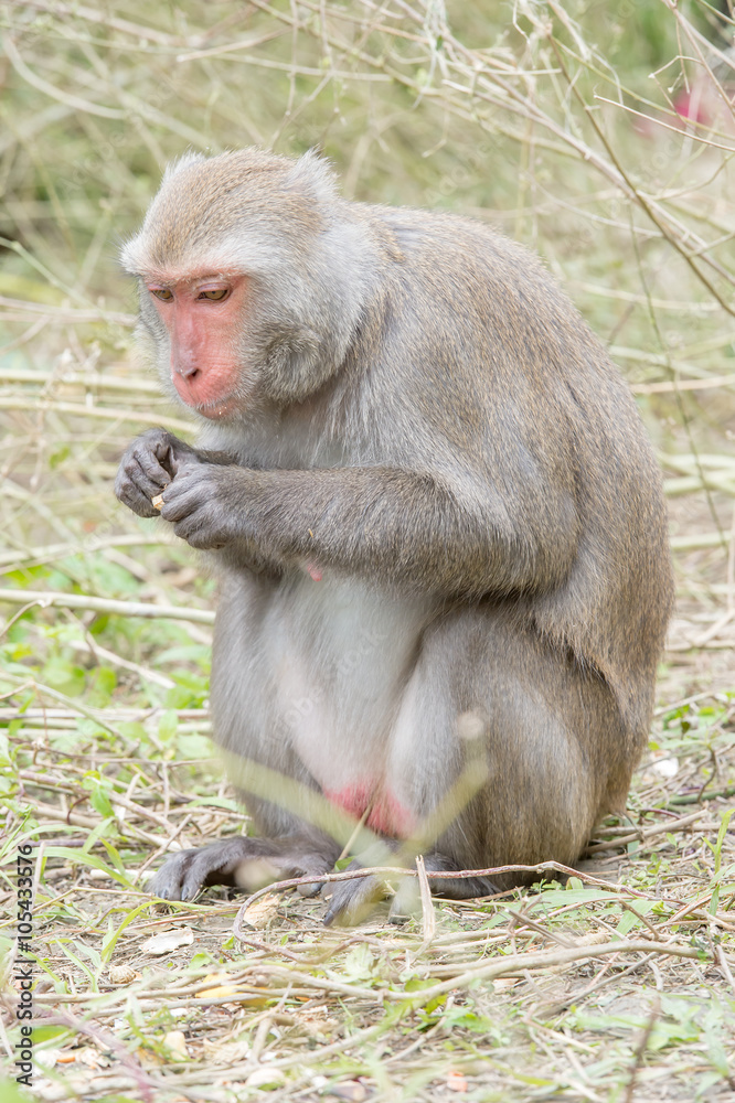 台湾猕猴吃香蕉（台湾猴）