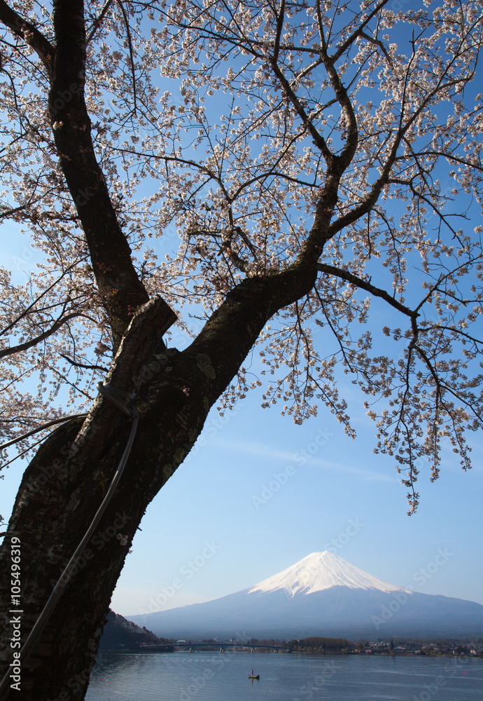 樱花樱花和富士山在河湖