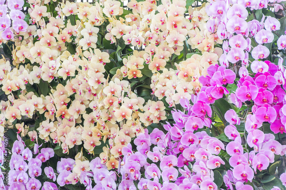 美丽多彩的兰花墙背景
