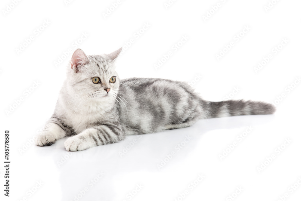 可爱的虎斑小猫躺在白色背景上