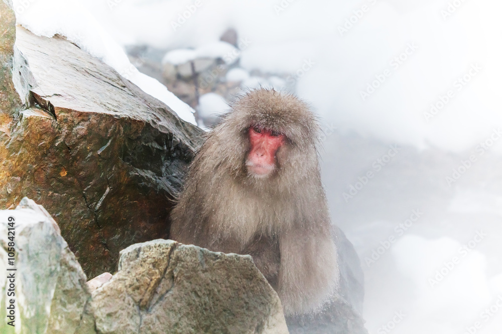 雪の中のおさるさん Snow and Japanese monkey