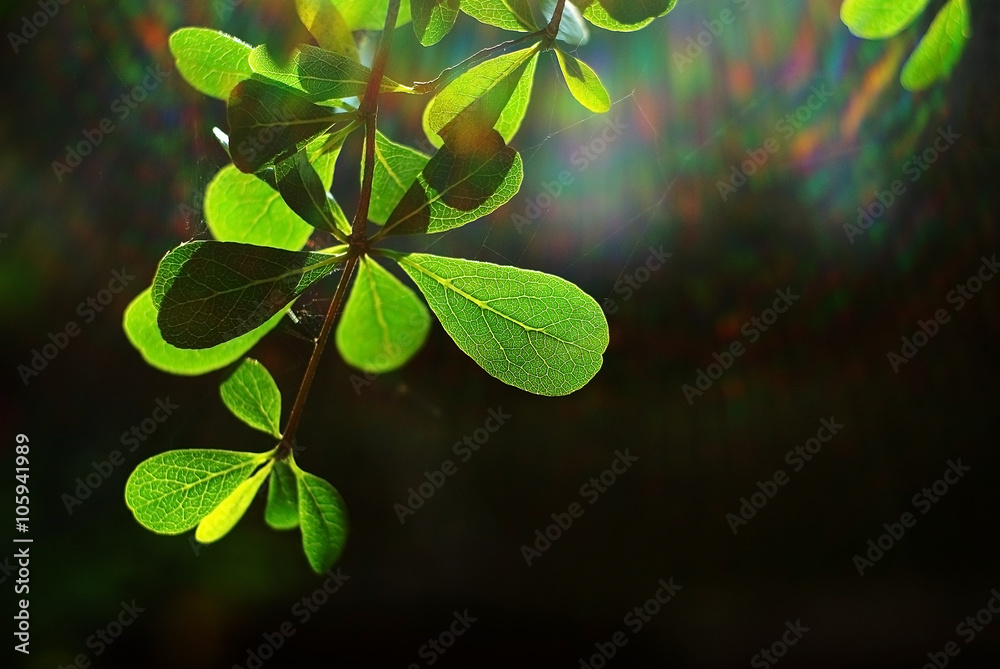 Nature background of spring foliage in the morning with sun ray