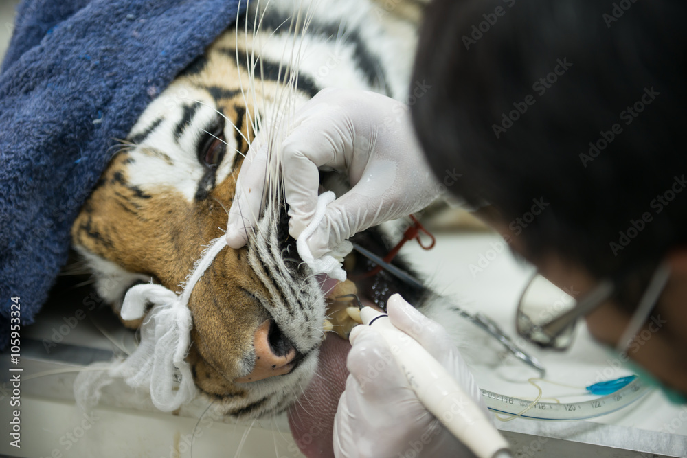 兽医正在给老虎刮鳞