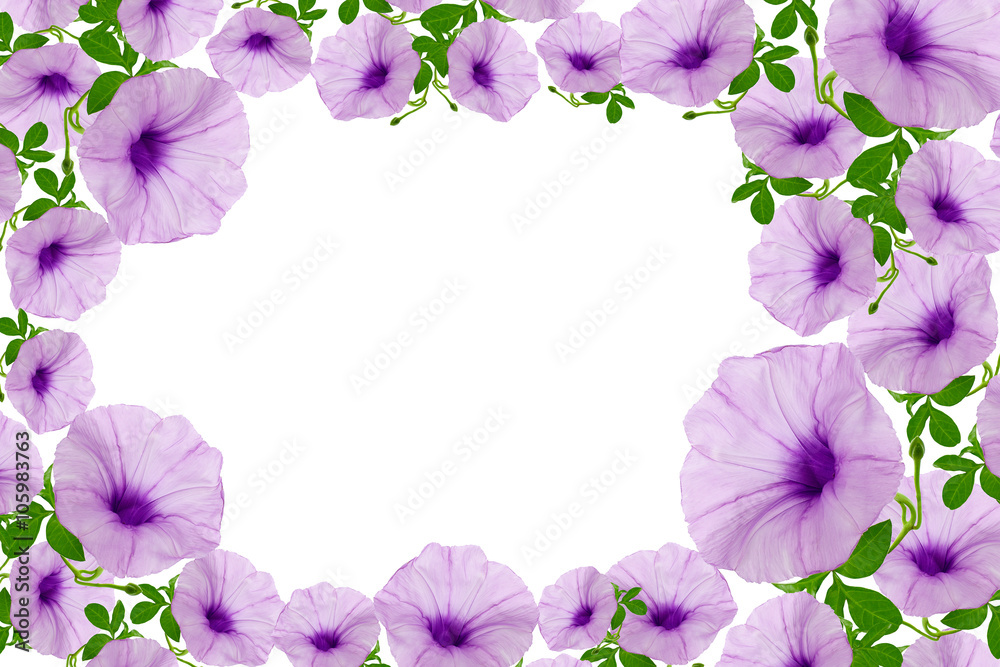 美丽的紫色花朵和叶子框架隔离在白色背景上
